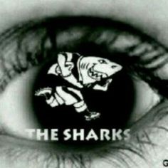 Sharks rugby pictures